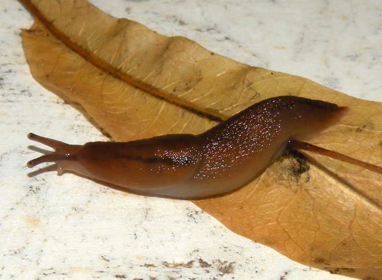 Deja vu: Lehmannia valentiana